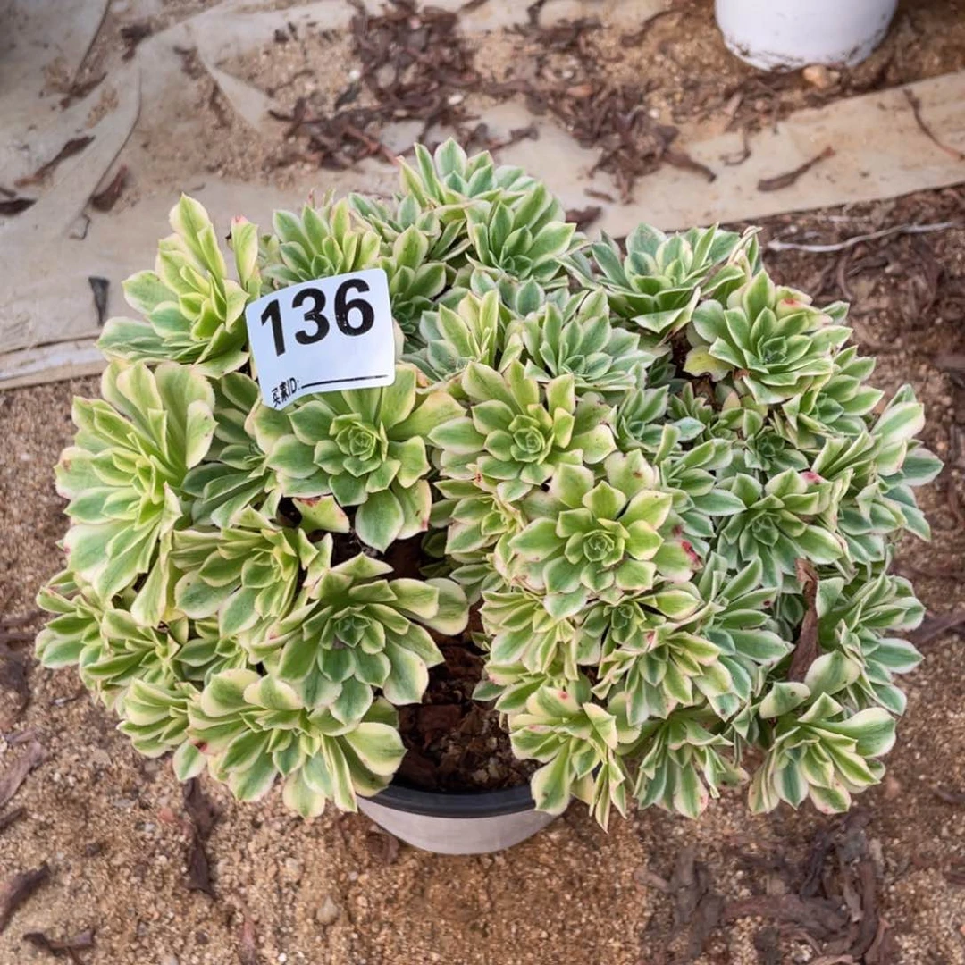 用****8136碧玉多肉缀化
