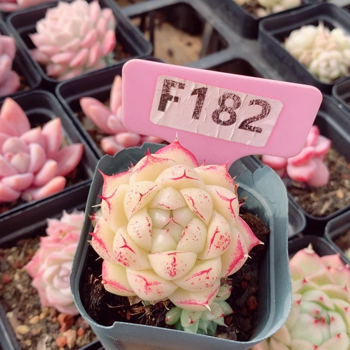 s****e麦秆5.5cm不包整群