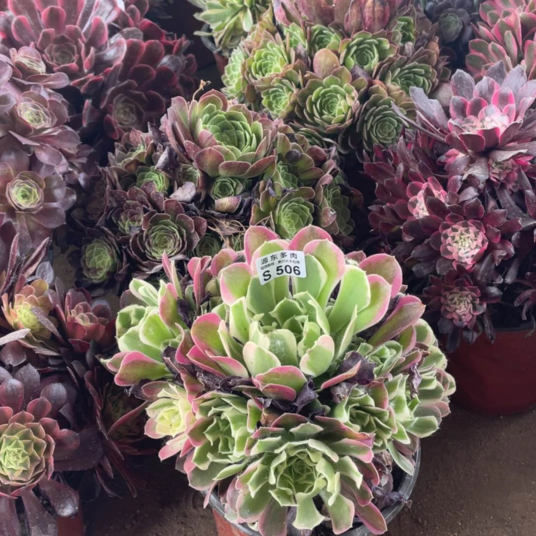 506白凤多肉法师断枝不包