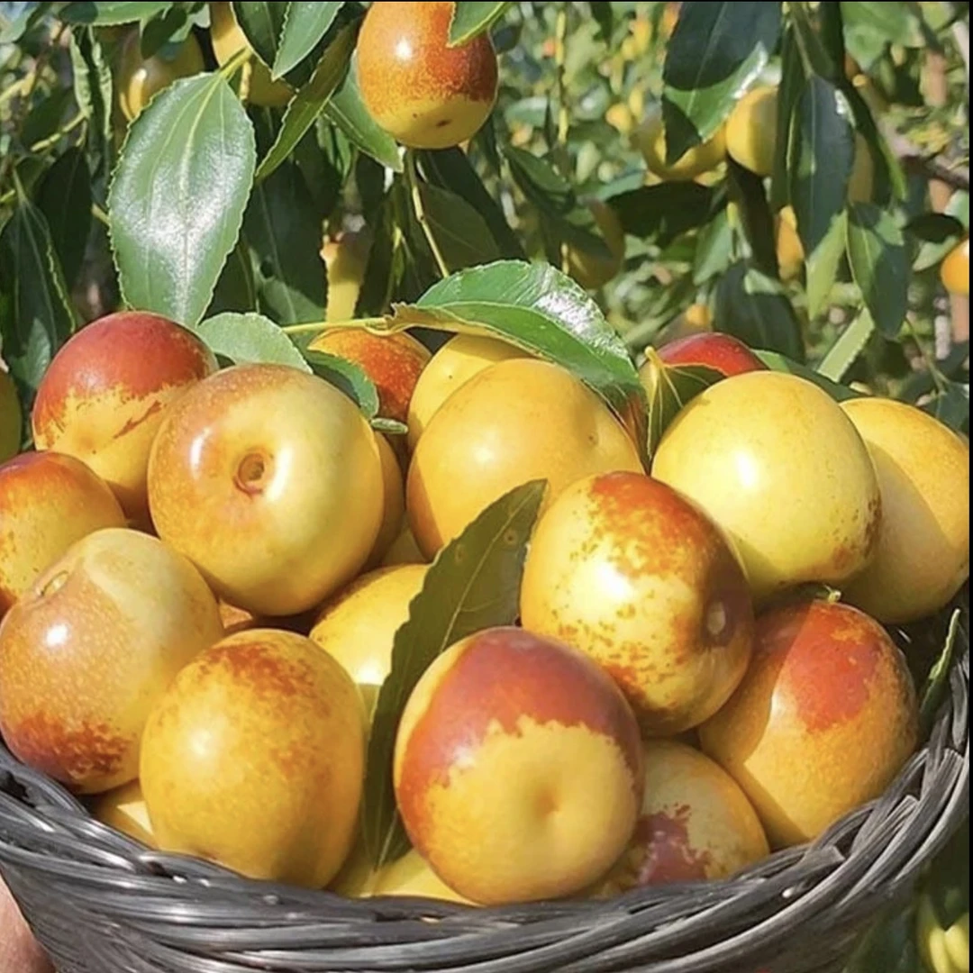 果树苗果树枣树正宗冬枣树苗正宗枣树苗冰糖脆枣树苗南方北方种植