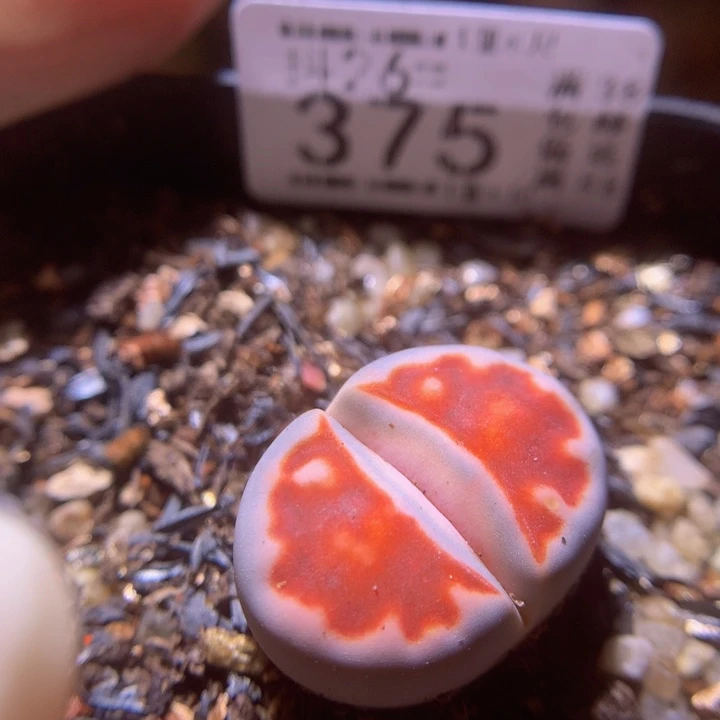 精品生石花26.375