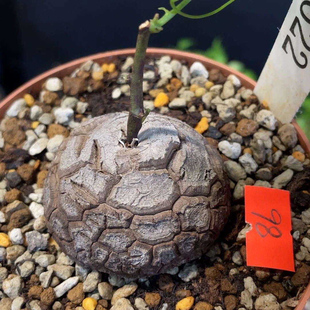 622龟甲龙不退不换