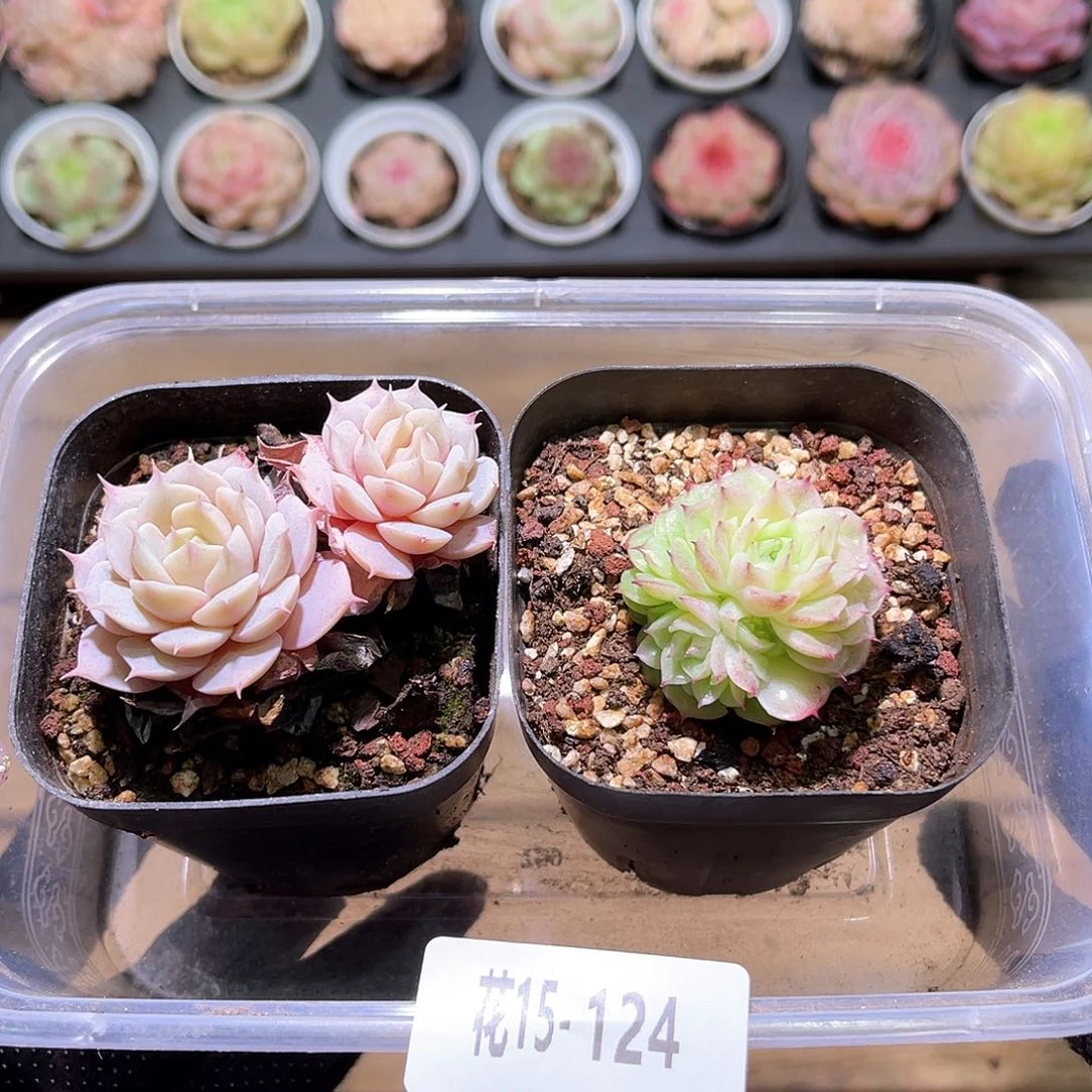 花利美15-124框拍2颗