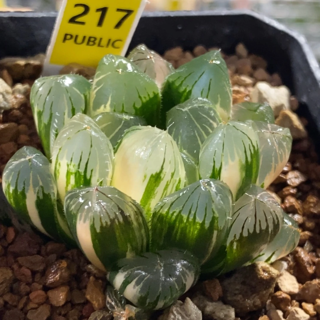 217号玉露锦玉露锦