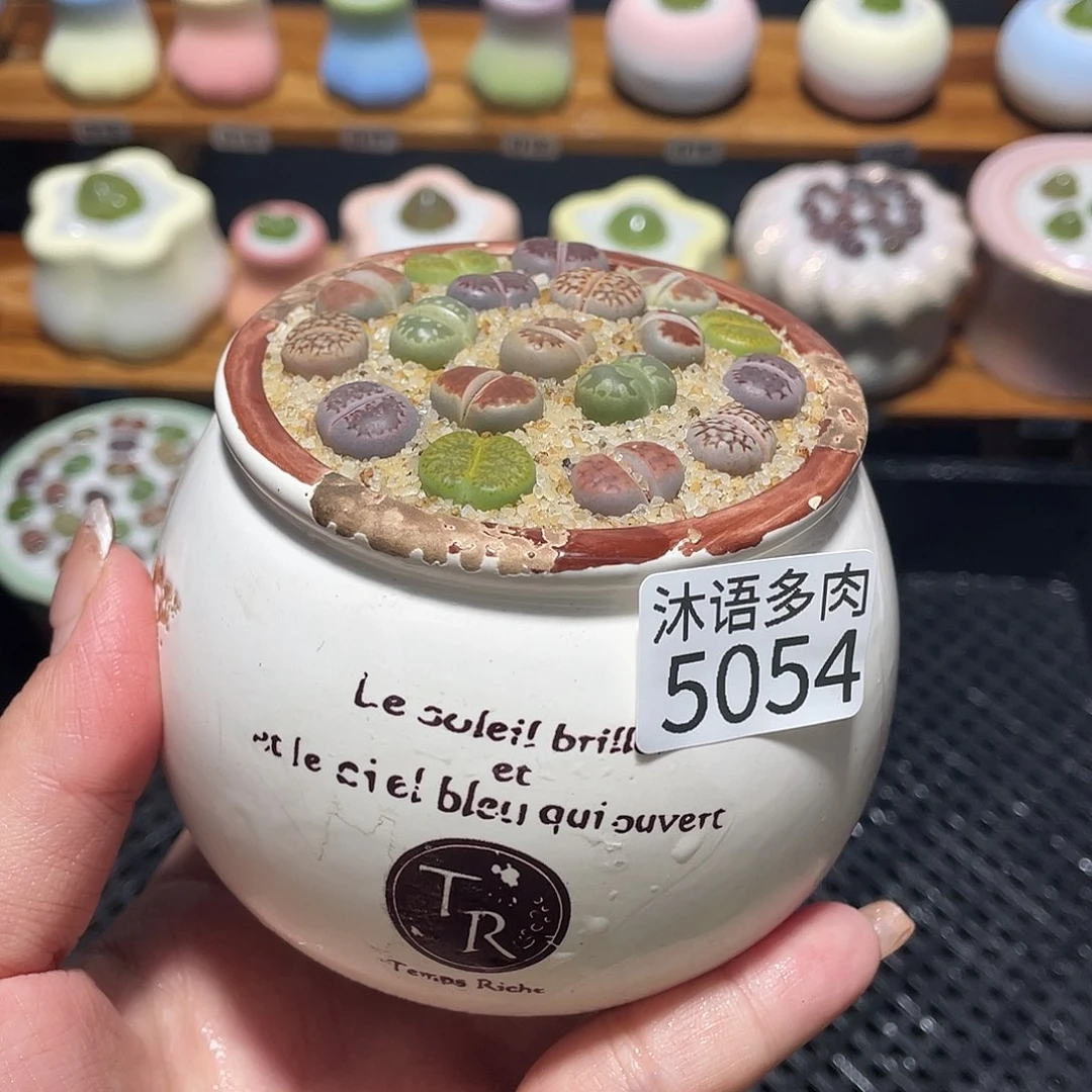 带盆土植物 一物一拍5054