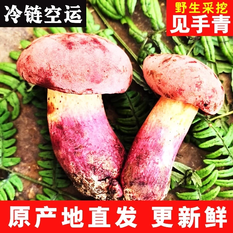云南新鲜见手青红葱牛肝菌深山美味香味浓郁顺丰空运冷链配送