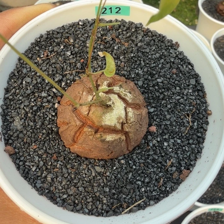 糯**圆龟甲龙212 (满28包邮)
