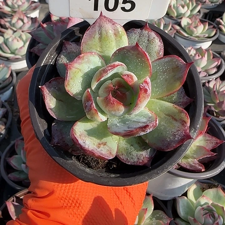 105 惊鸿仙子多肉植物7-9cm