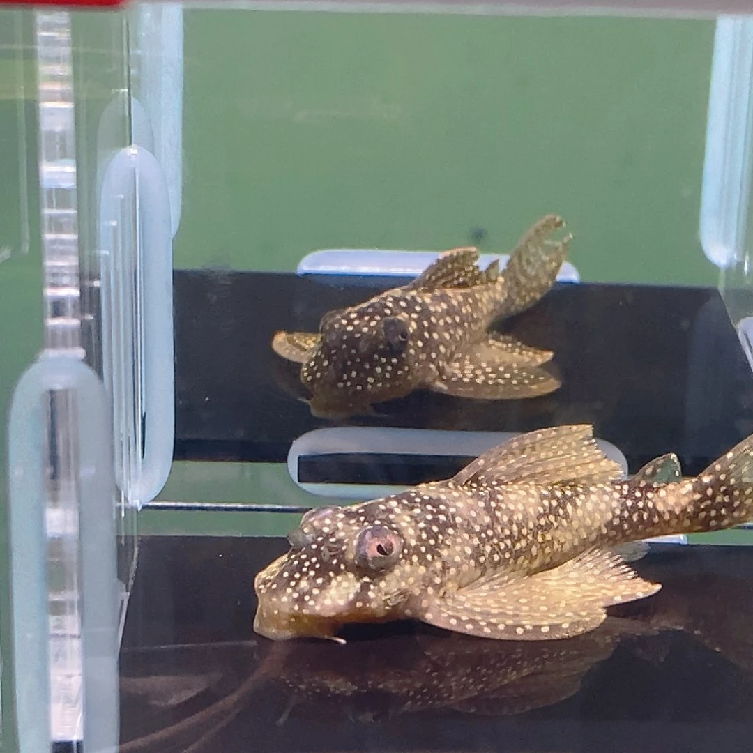 清道夫鱼136异型34号