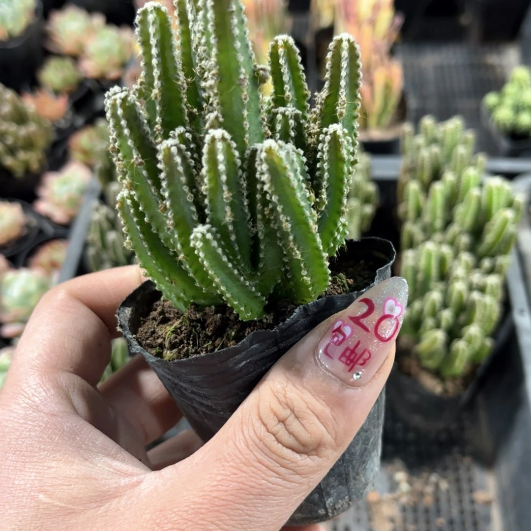 万重山群生有根发货有根