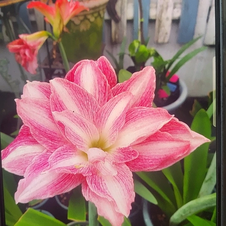 闪亮5厘米朱顶红，