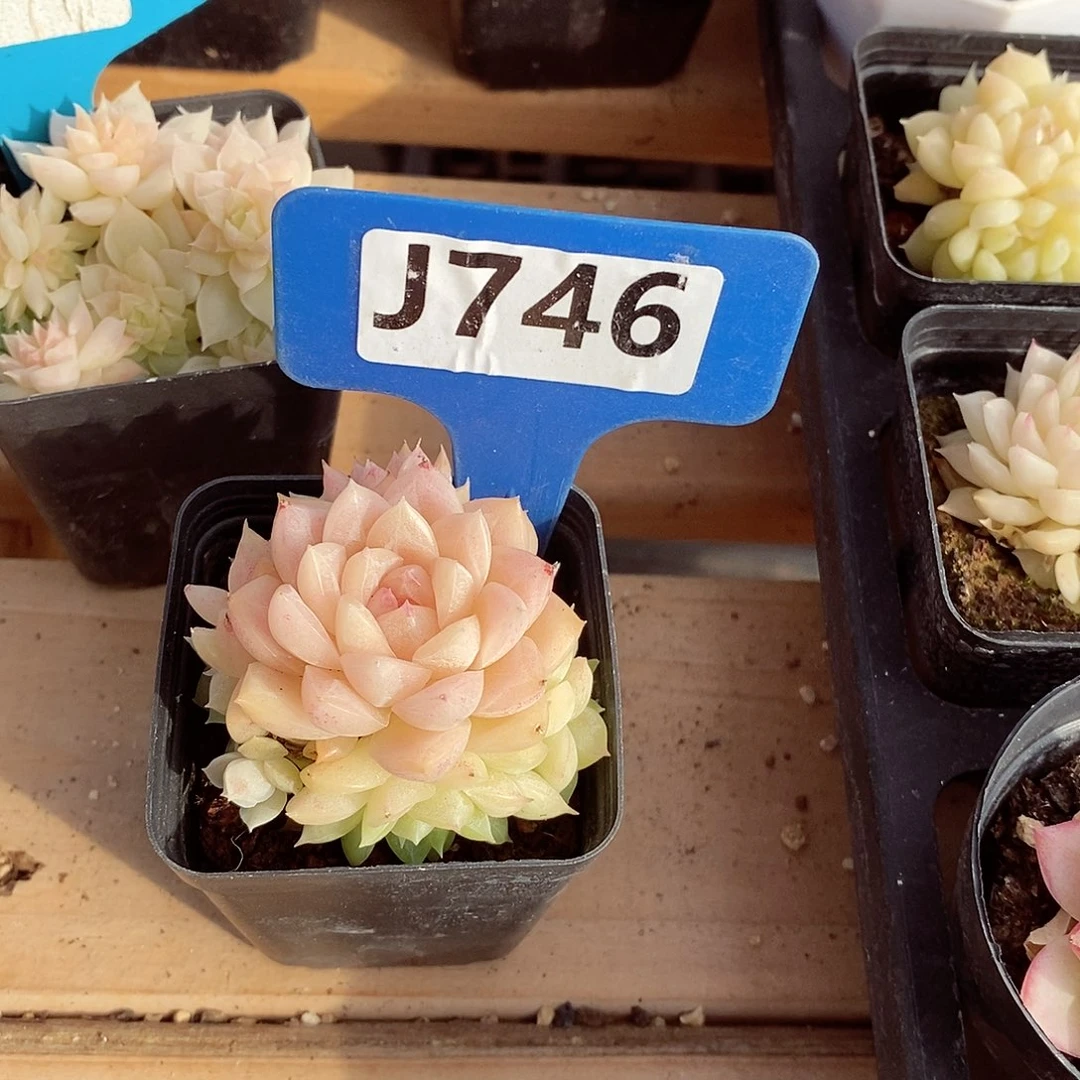 与*。麦秆5cm不包整群