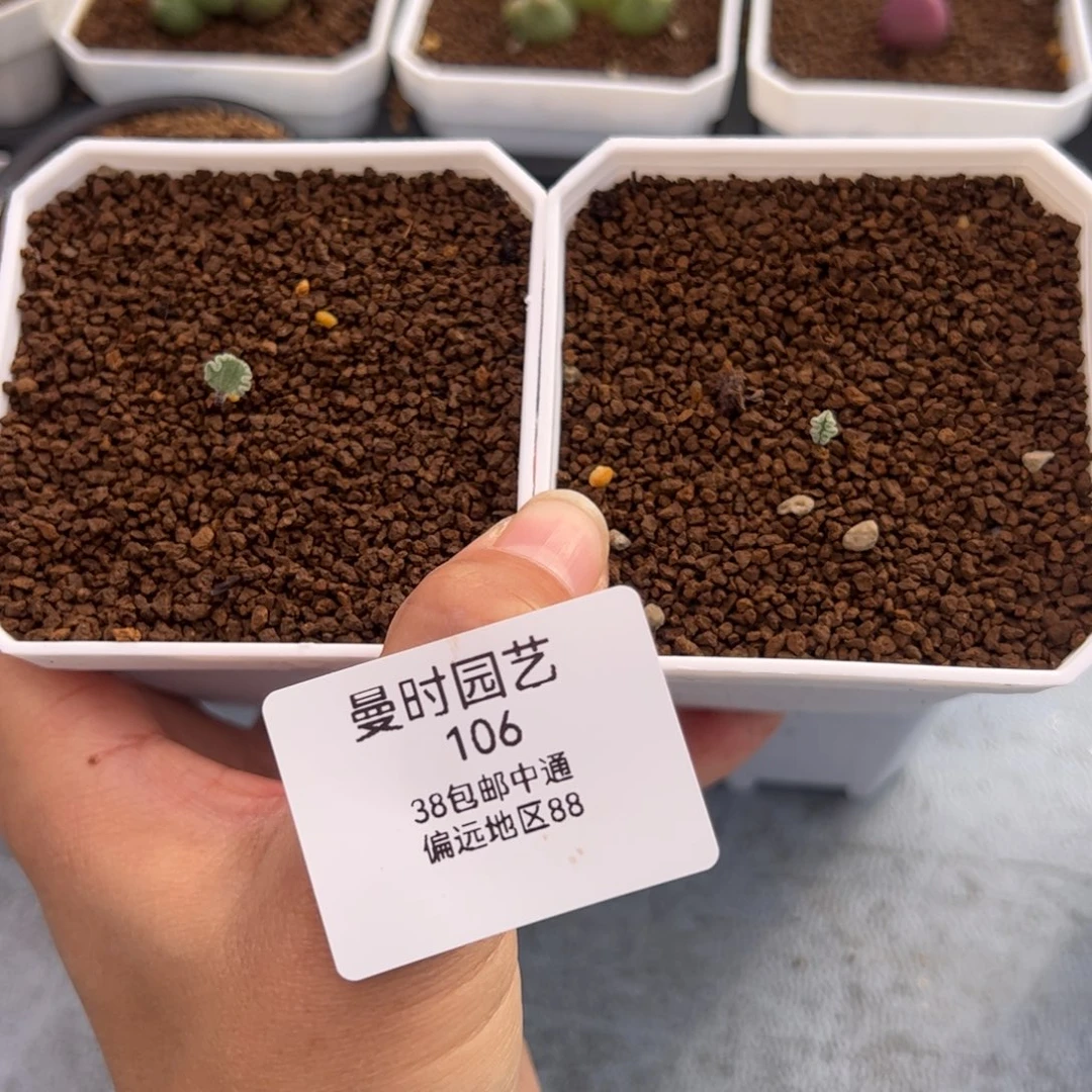 羽106号冰晶海带2.6多肉