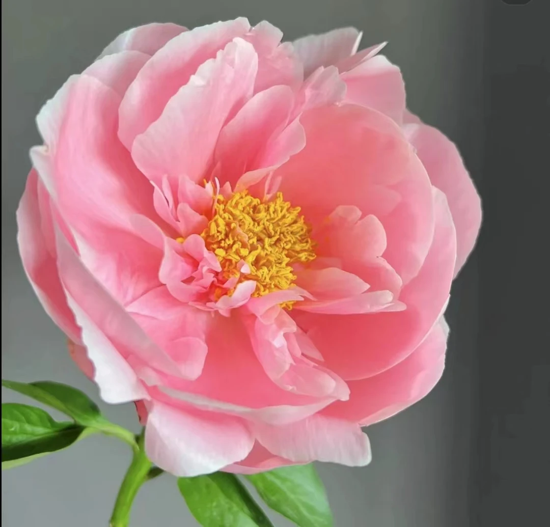 【鲑鱼雪纺】芍药花苗基地直发