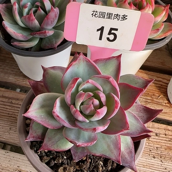 15 惊鸿仙子多肉植物6-9cm