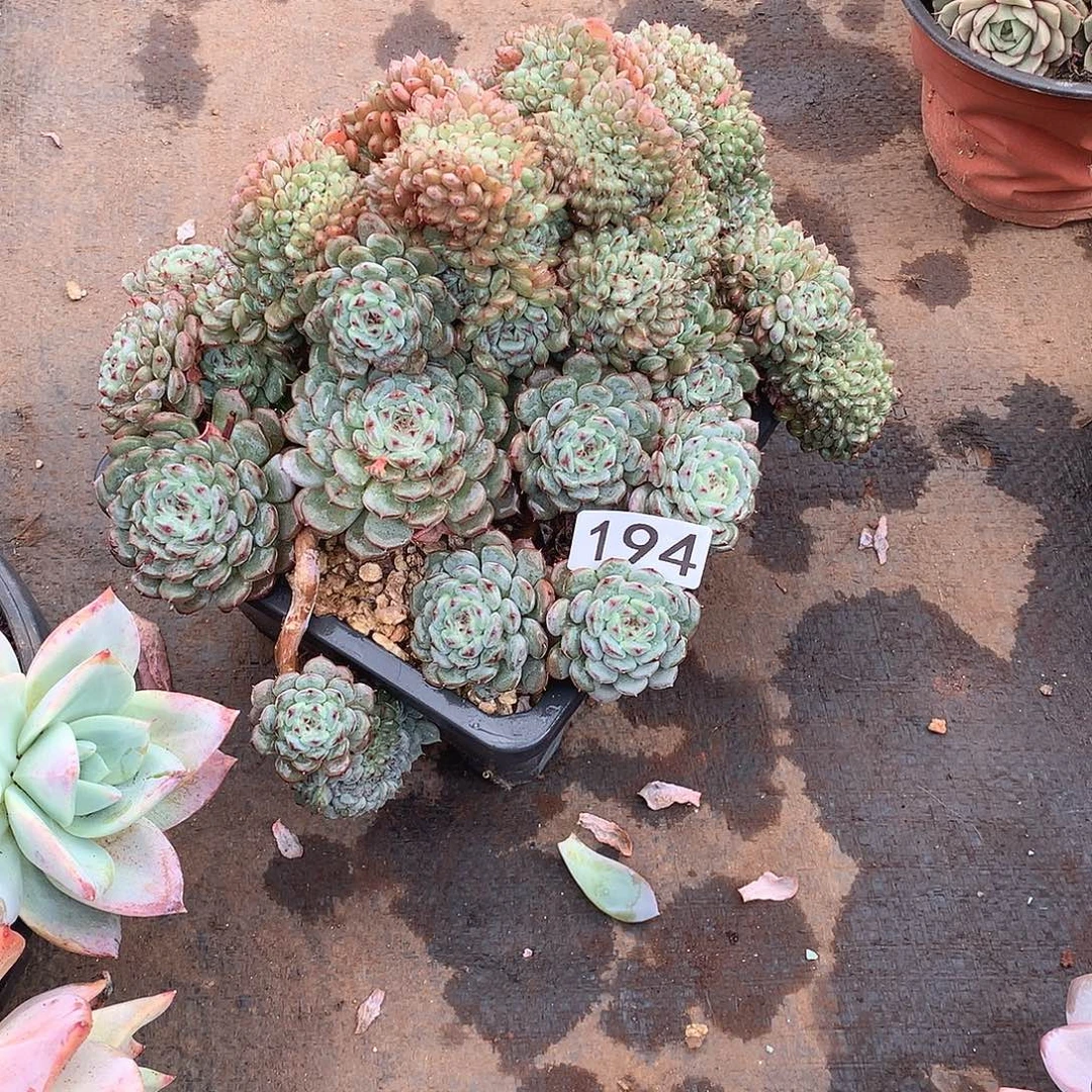 194白胖子 一物一拍多肉