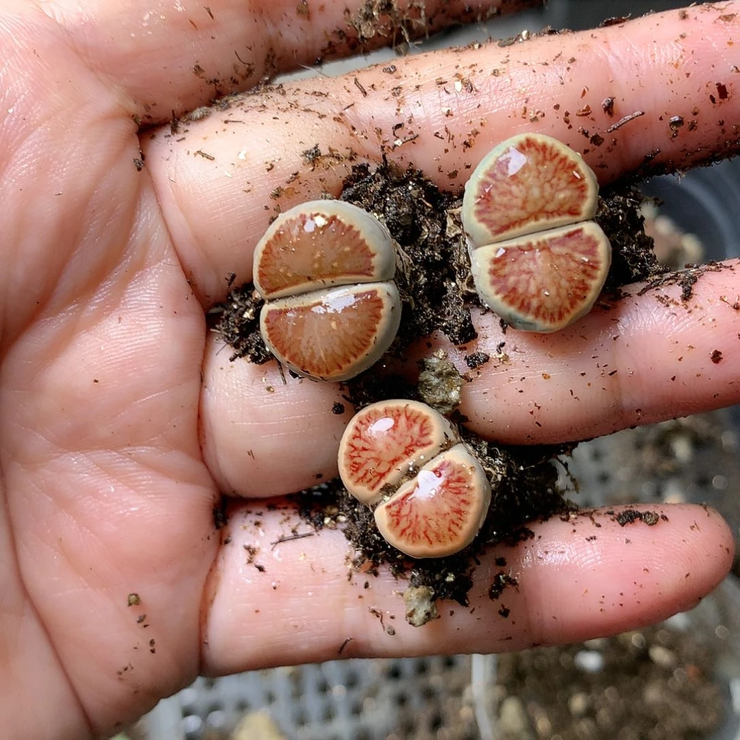 K305多肉植物保护