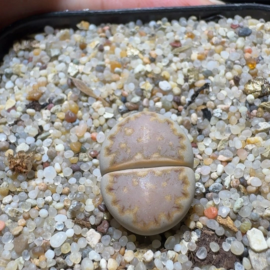 Sssss精品生石花1761