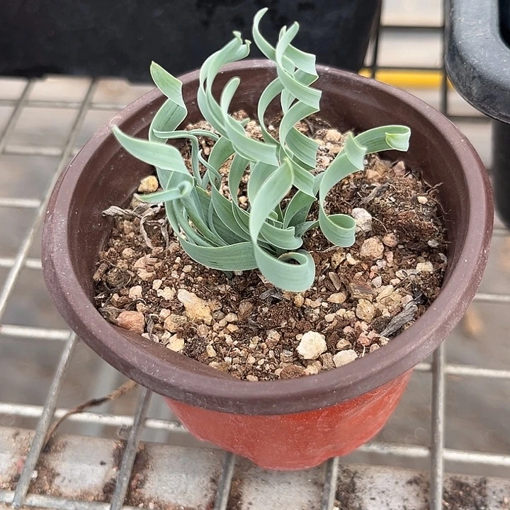 我也不知道我为什么要这样