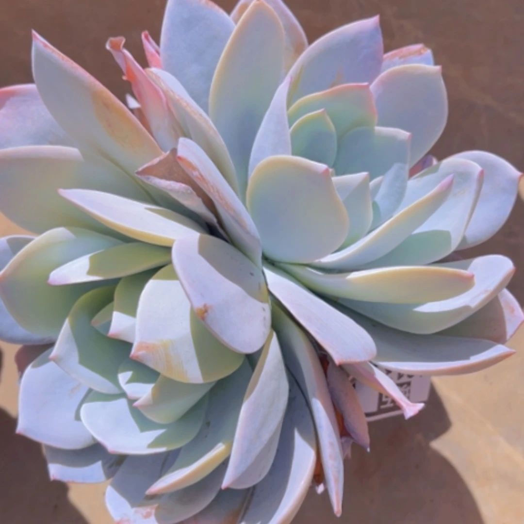 【闪购商品】白莲18139