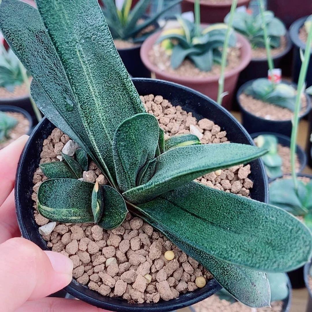 661卧牛转锦带3个侧牙都有锦带盆发货