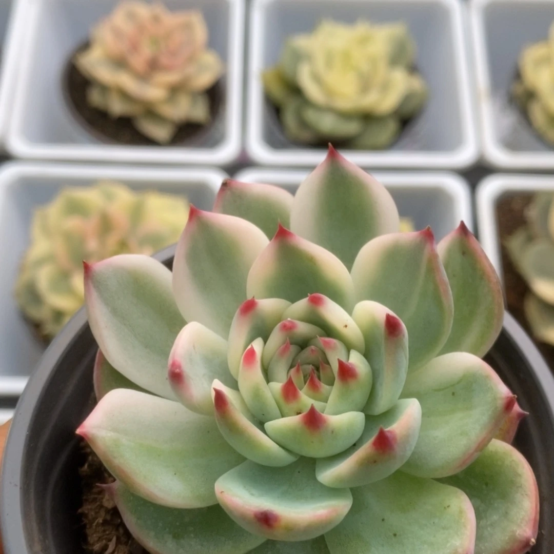 604锦锦锦锦锦锦锦