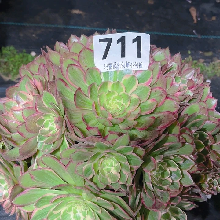 【闪购商品】不**续711莲花2-12