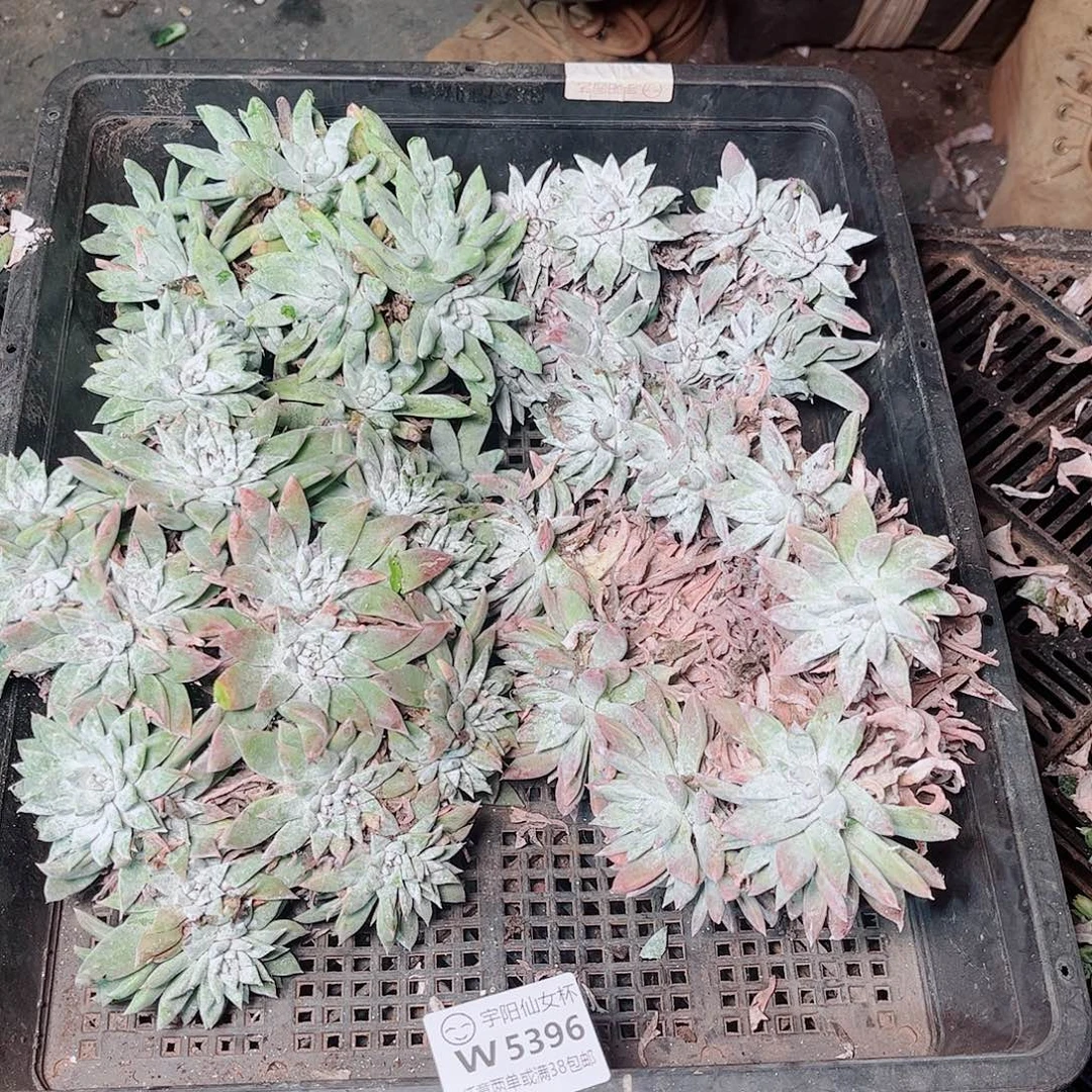 5396瑕疵筐拍不售后