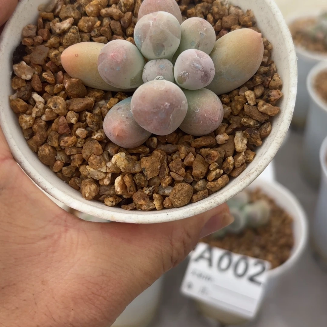 9月16号多肉植物米可精控