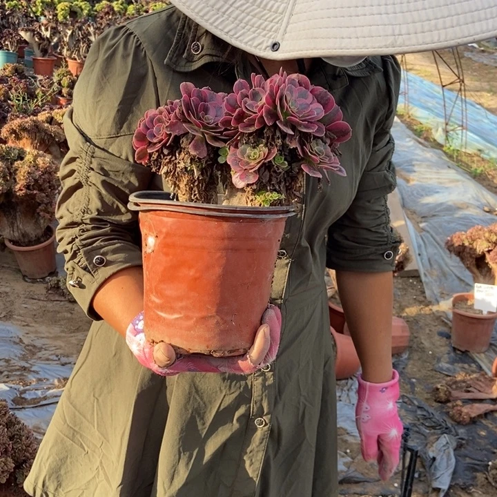 秀***梅047美杜莎缀化老桩
