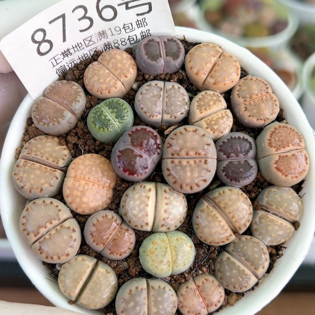 好养易活生石花大母本8736