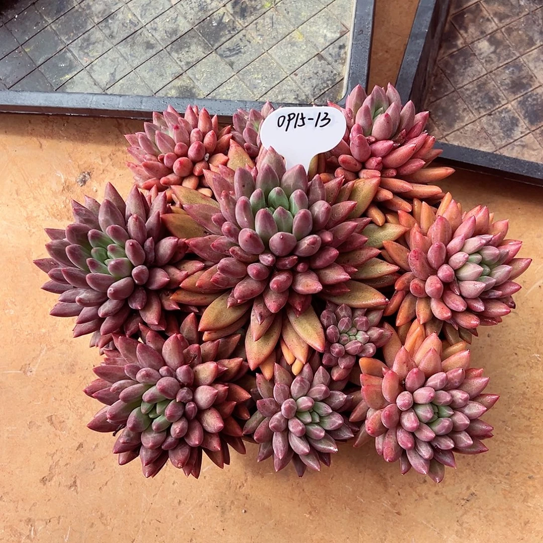 0915-13天花板红蜻蜓