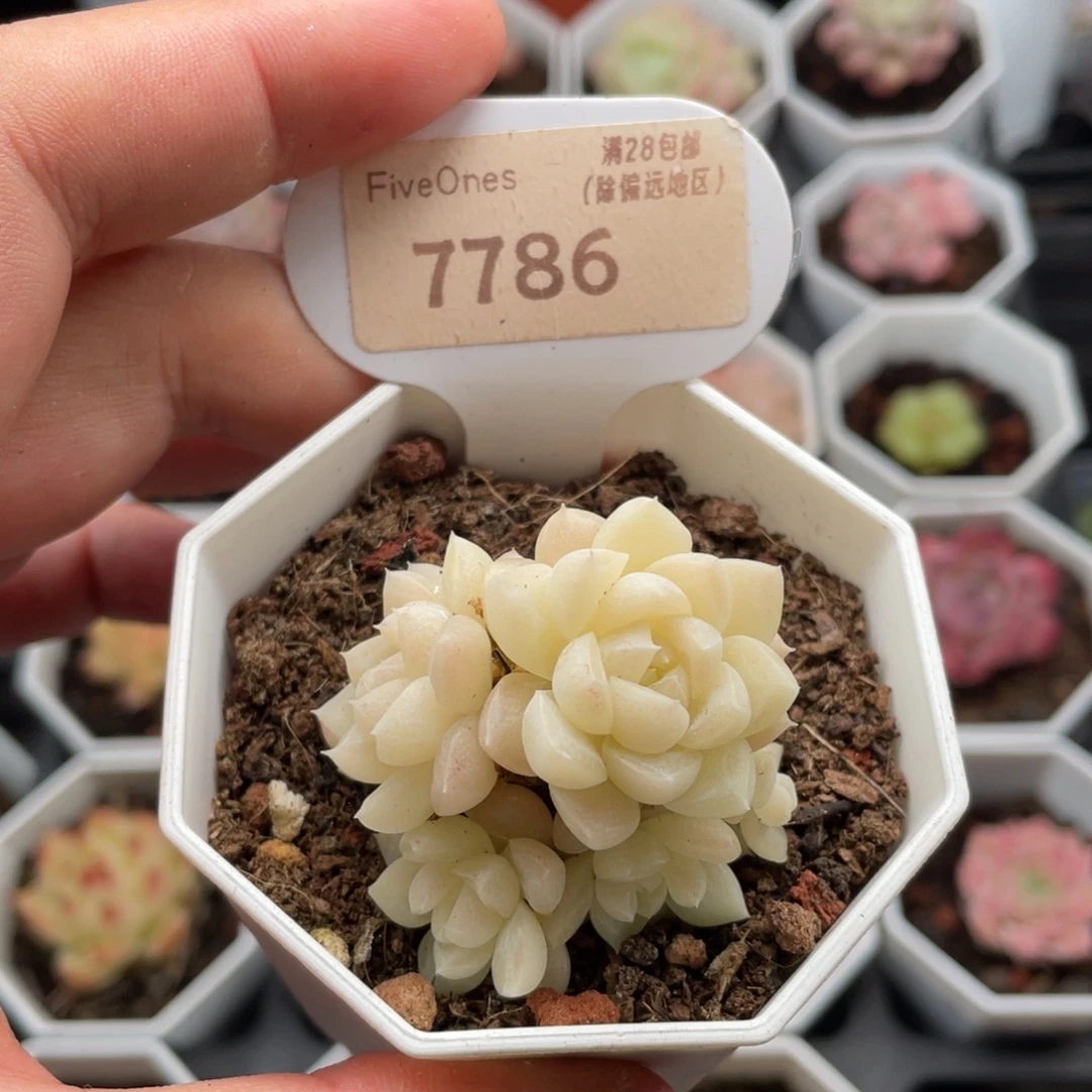 白天鹅7786-4.5厘米