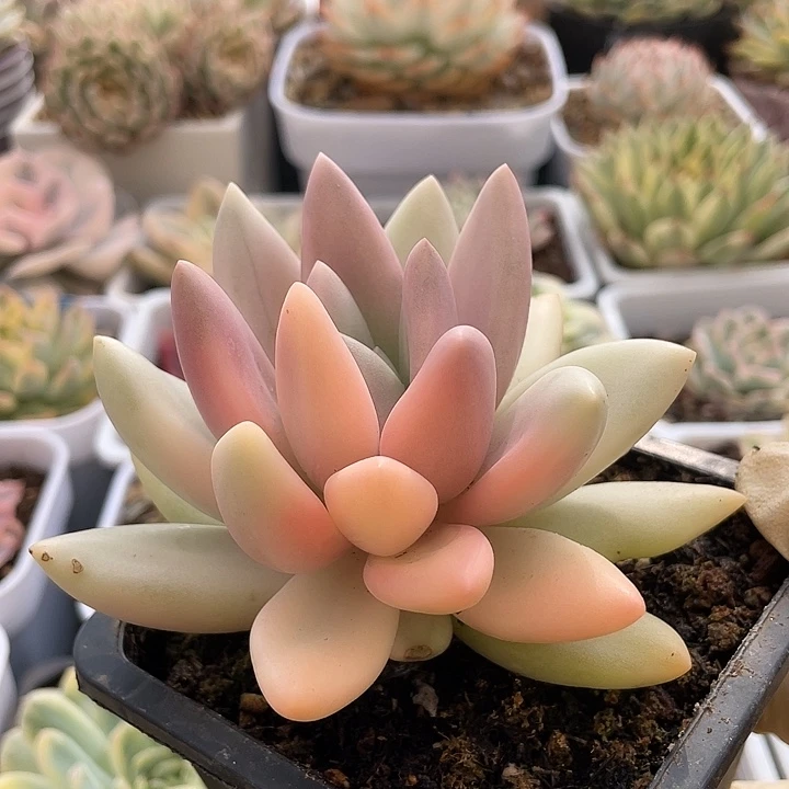 桃花源锦。锦龙多肉园艺