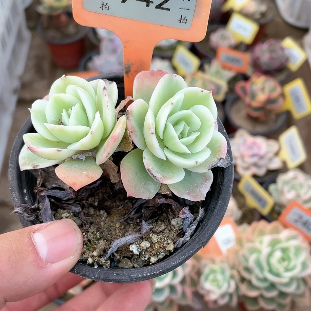 【闪购商品】942号