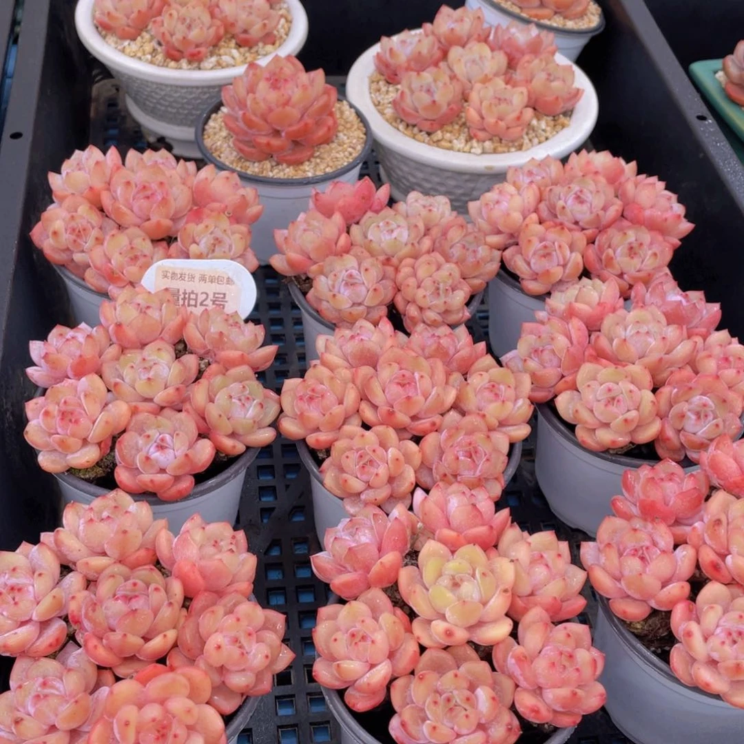 量拍2号透亮果冻韩版仙女橙组合七个