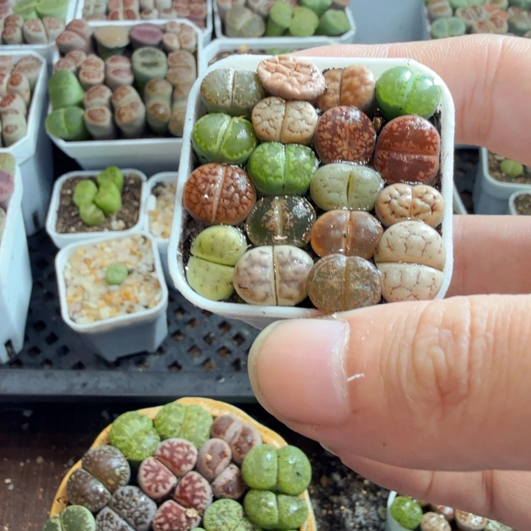 自***菲多肉葡萄的味道真的108