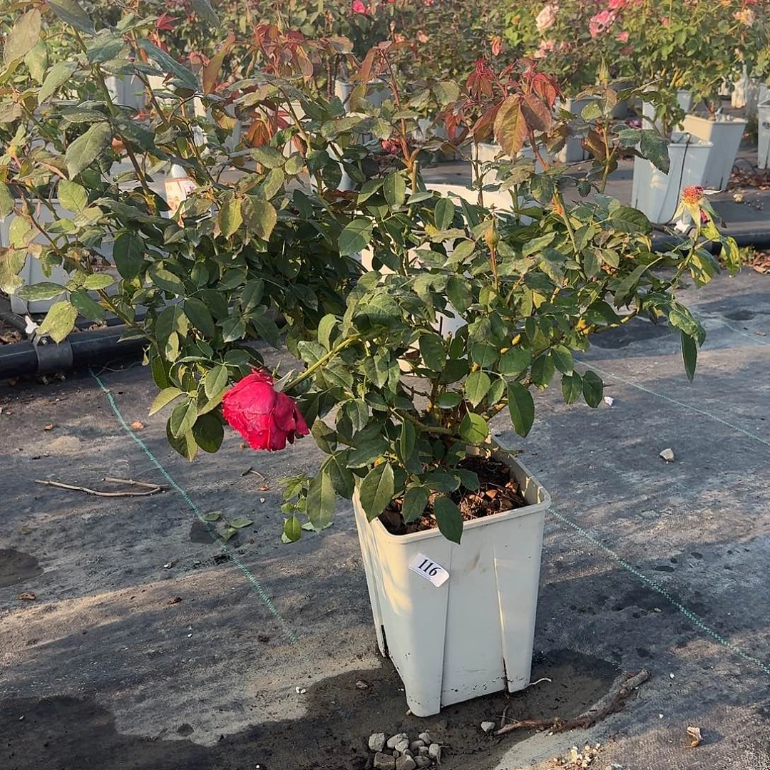 当前无花朵，栽培后可花朵116