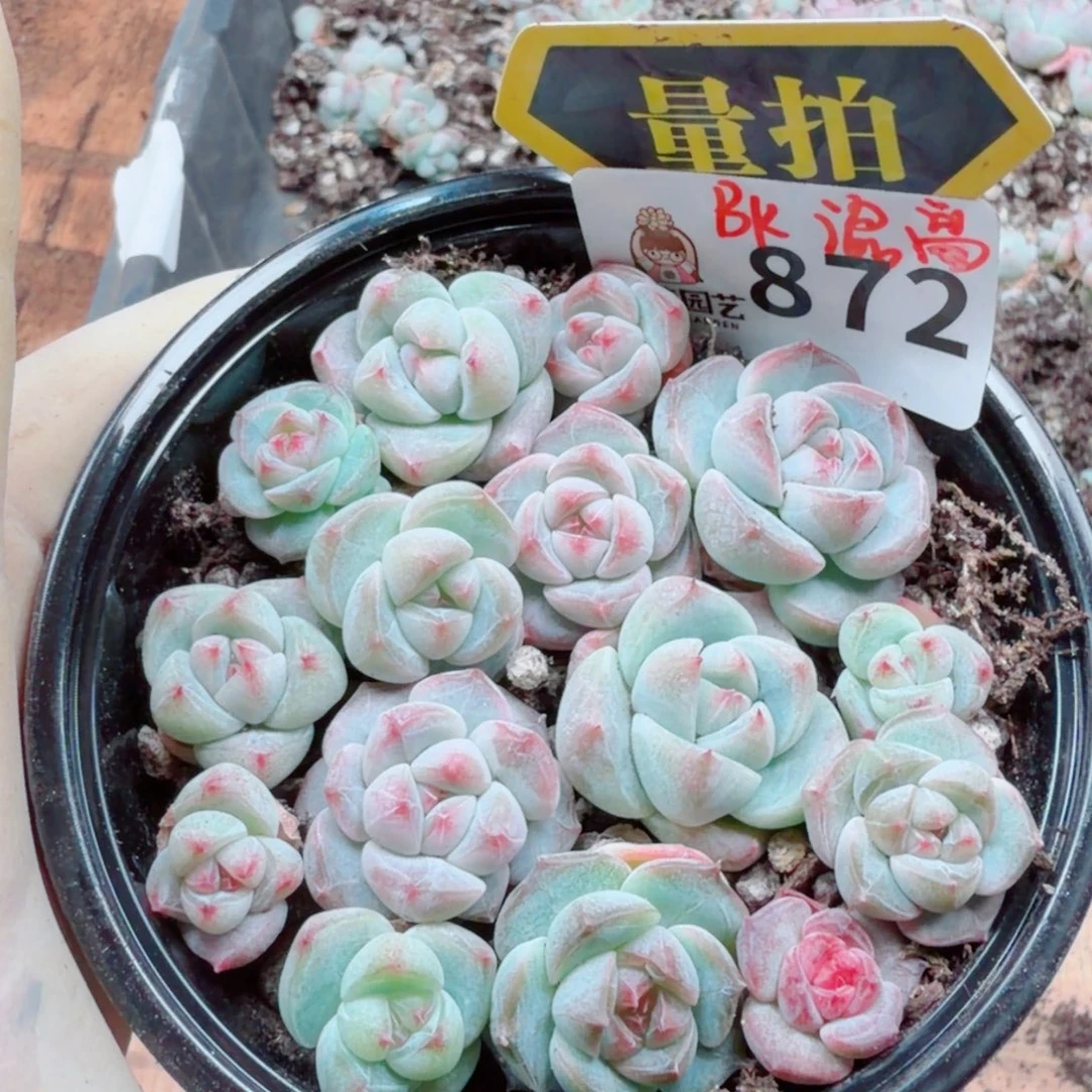 多肉植物多肉植物