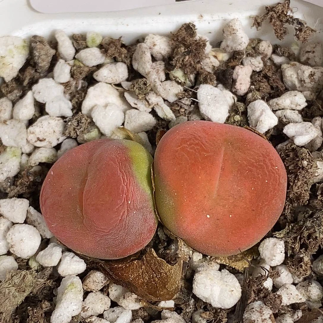 0915-51-蟠桃福利。