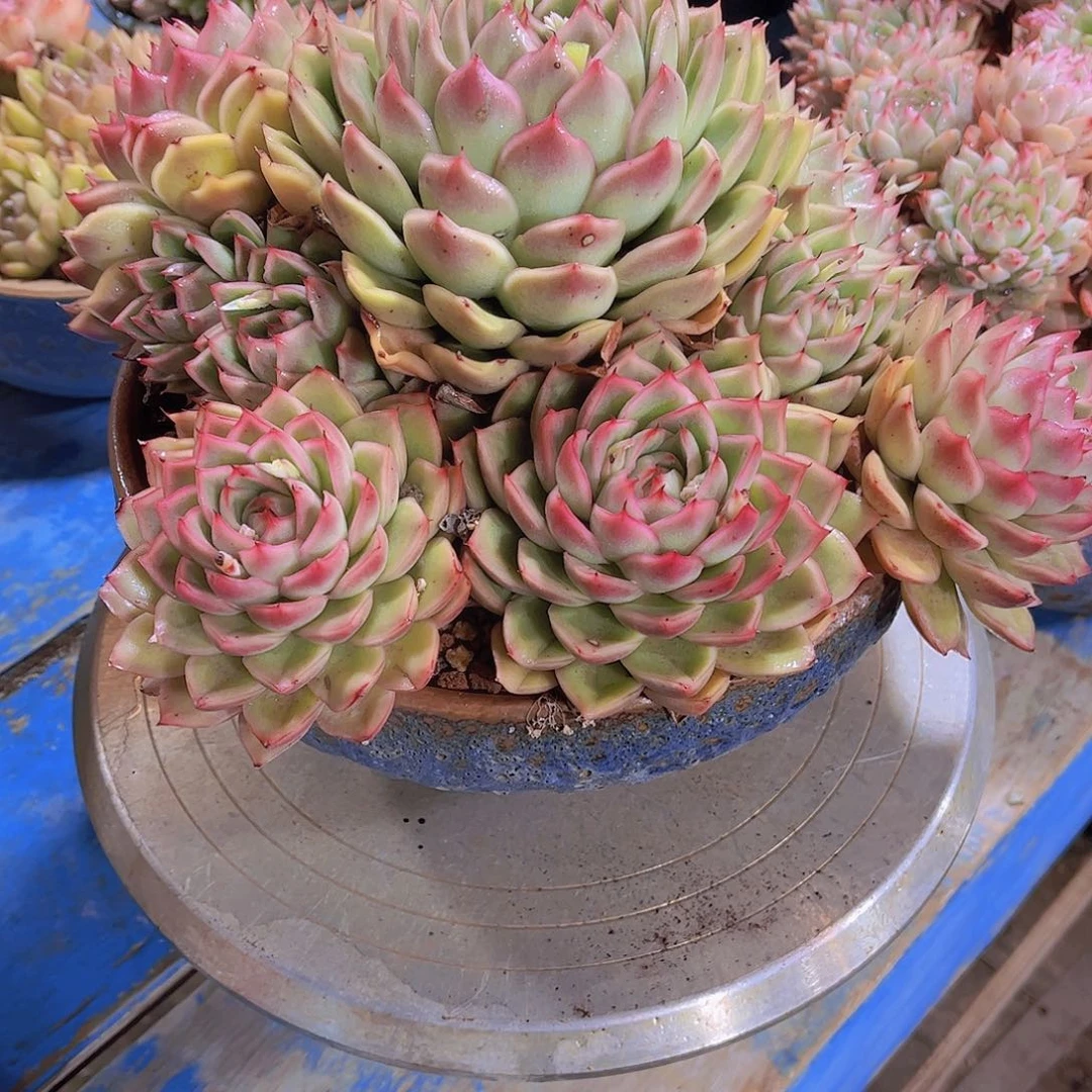 无*多肉植物保护