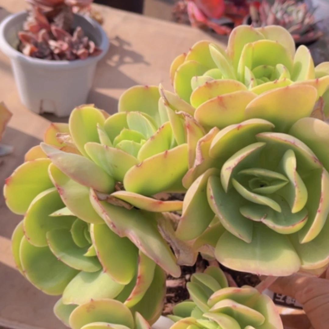 【闪购商品】碧桃20233