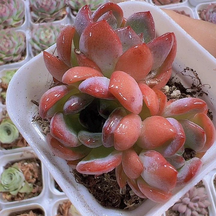 全明星群19包邮多肉植物