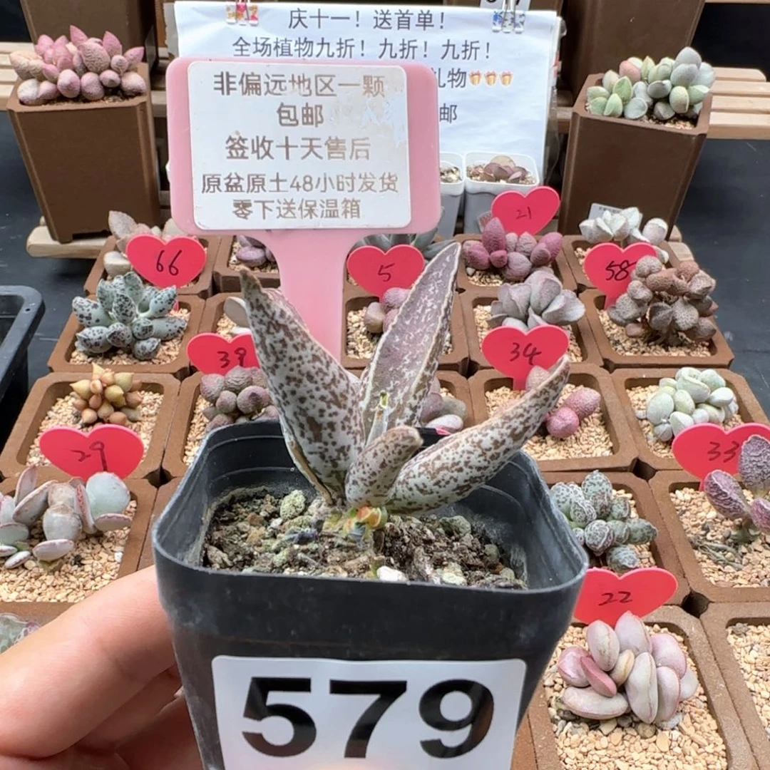 579花肌楞叶多肉植物