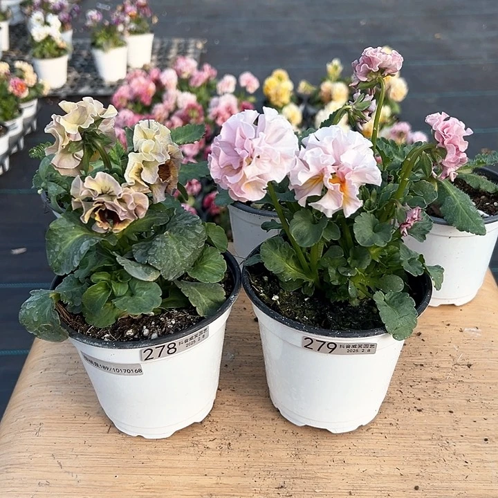 水晶抖音直播闪拍278-279