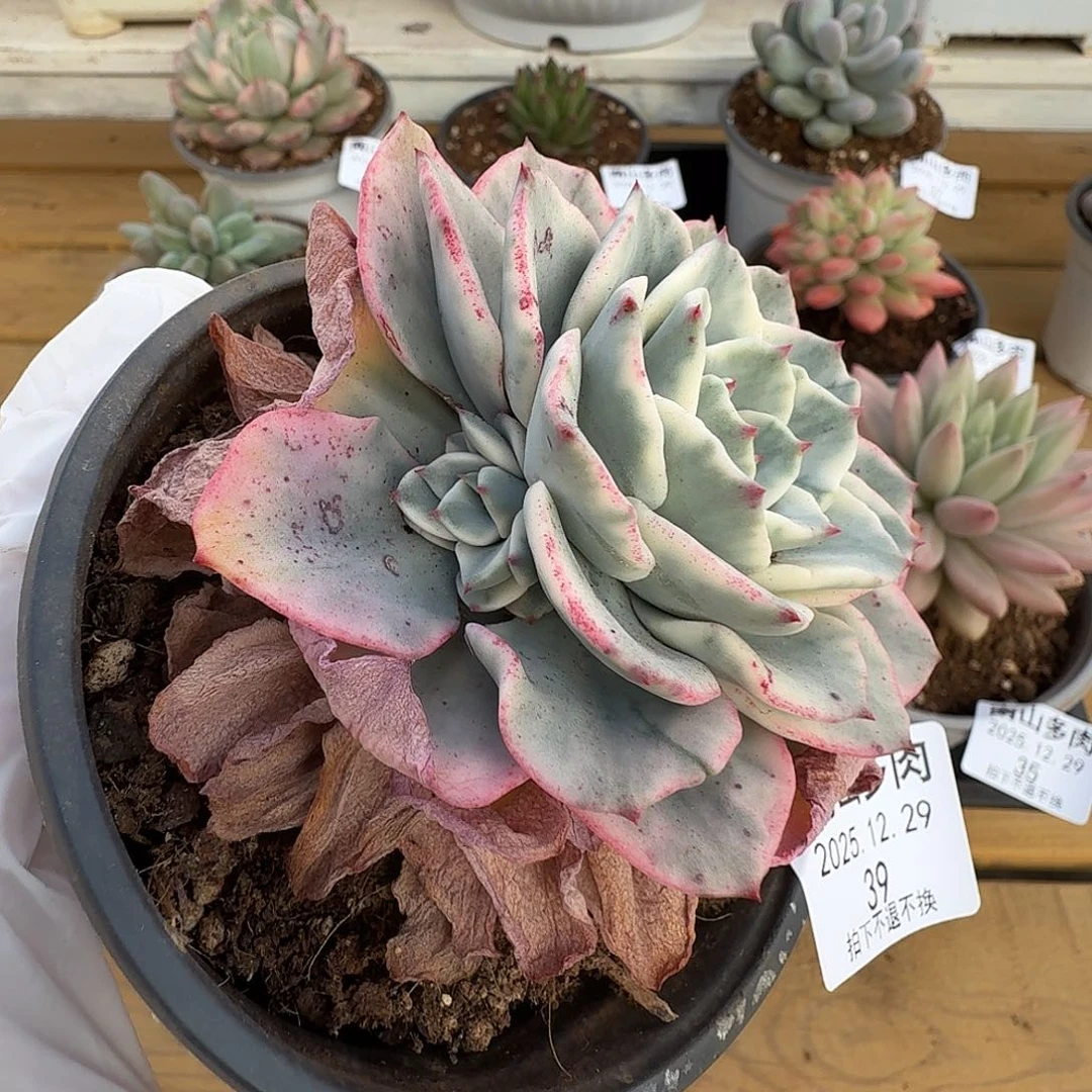 奶油黄桃1111229-39