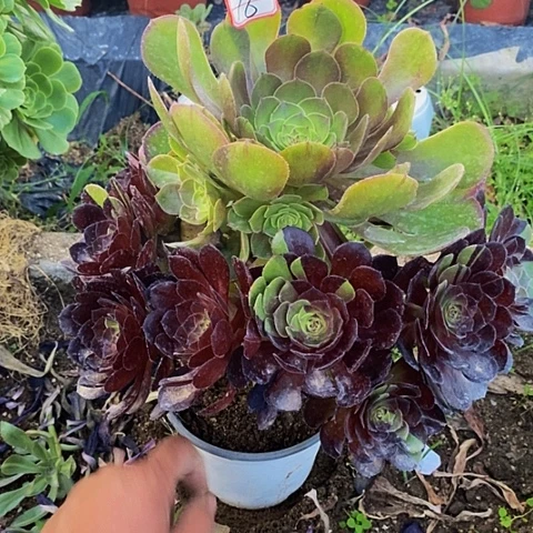 黑美人花脸变异16号链接