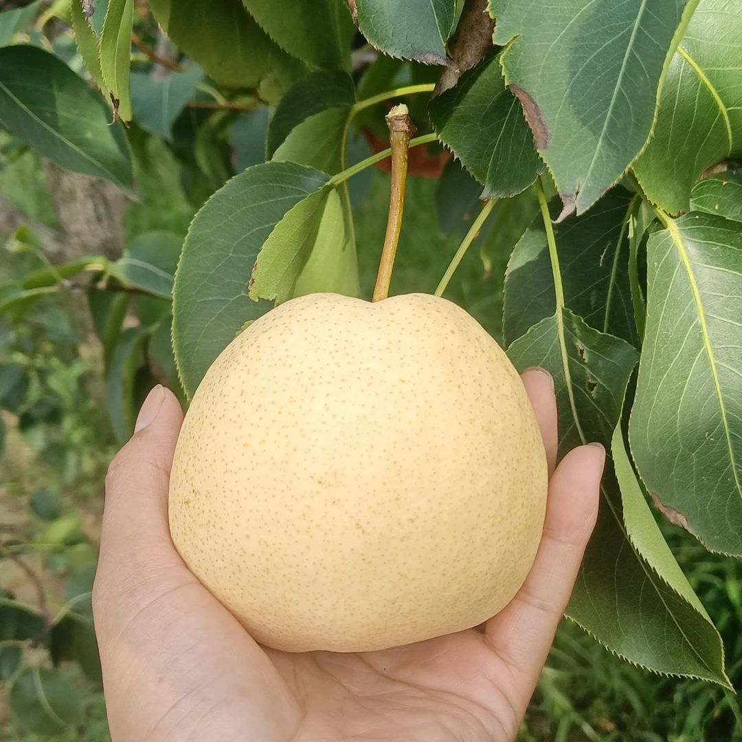陕西脆皮酥梨肉脆皮薄多汁脆甜可口梨子水果清甜香梨新鲜水果