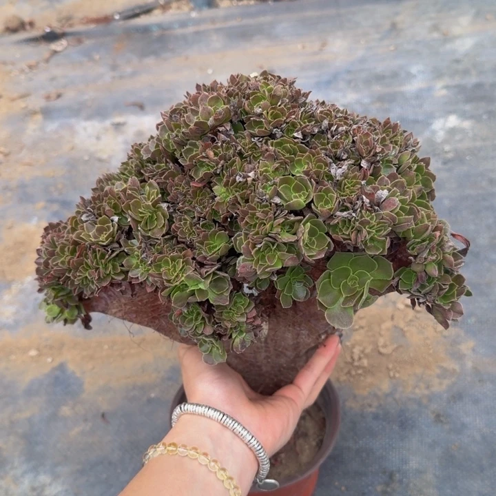 特特特特特122号特特