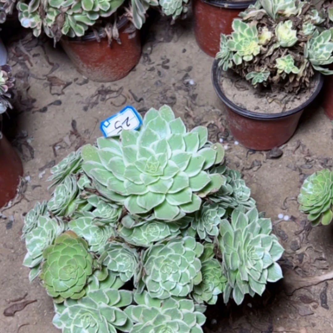 【闪购商品】水蜜桃25